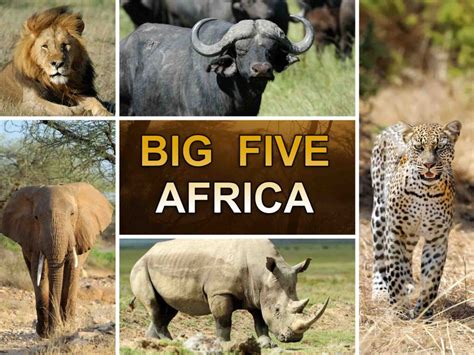 Big 5 Africa Betsul