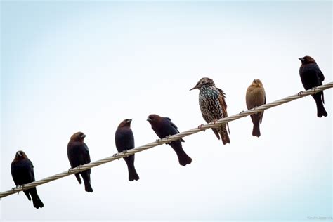 Birds On A Wire Sportingbet