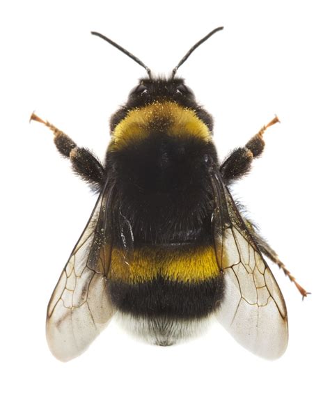 Bumble Bee Novibet