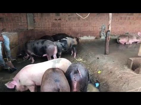 Como Fazer Um Porco Alimentado Maquina De Fenda