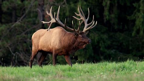 Great Wild Elk Sportingbet