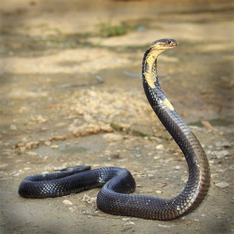 King Cobra Betsul