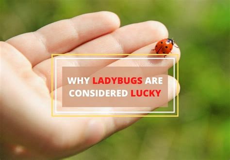 Ladybug Luck Parimatch