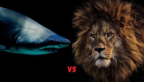 Lion Vs Shark Betsul