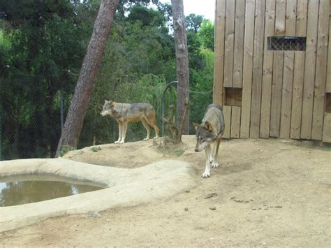 Maquinas De Fenda Livre Lobo Selvagem