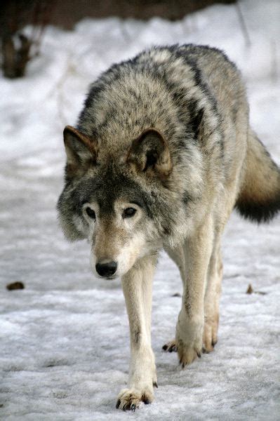 Siberian Wolf Betsul