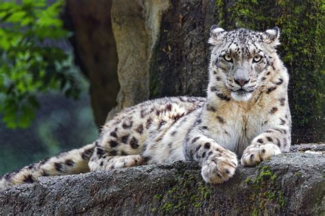 Snow Leopards Betsson