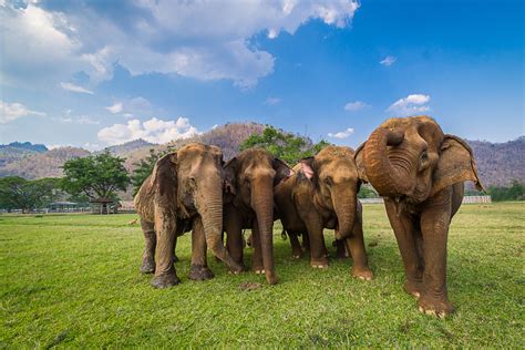 The Elephant Gang Leovegas