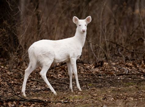 White Deer Betano