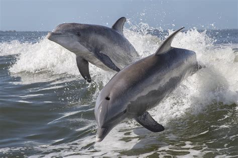 Wild Dolphin Brabet