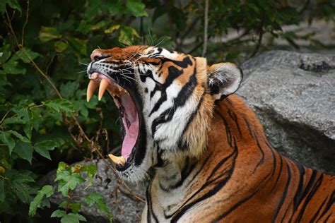 Wild Wild Tiger Sportingbet