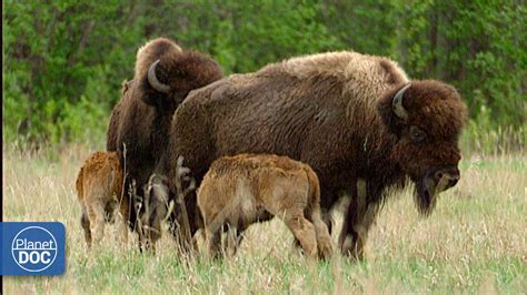 Wild Wood Buffalo Sportingbet